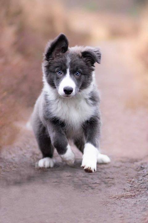 Criadero Border collie