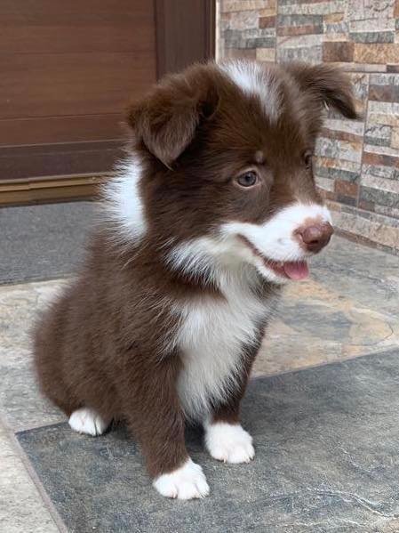 Criadero Border collie