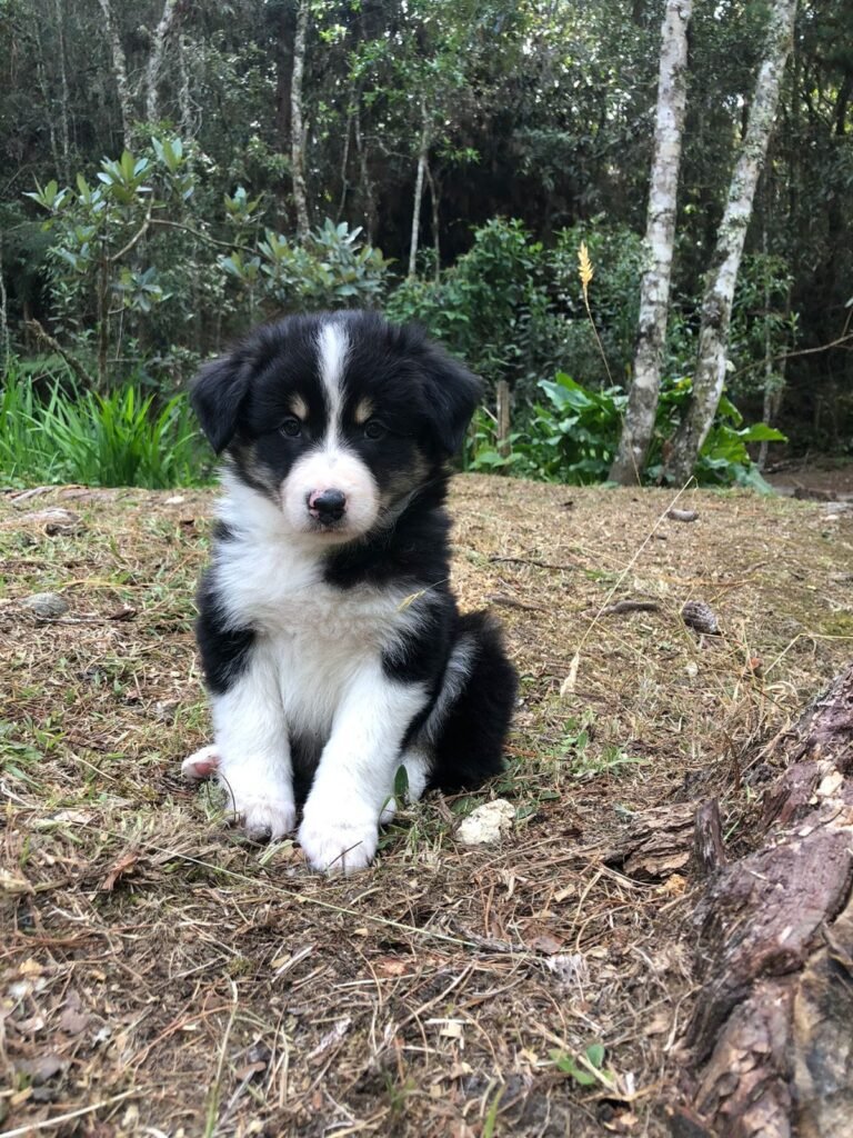 Criadero Border collie