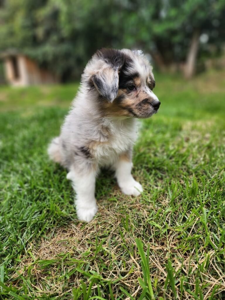 Criadero Border collie