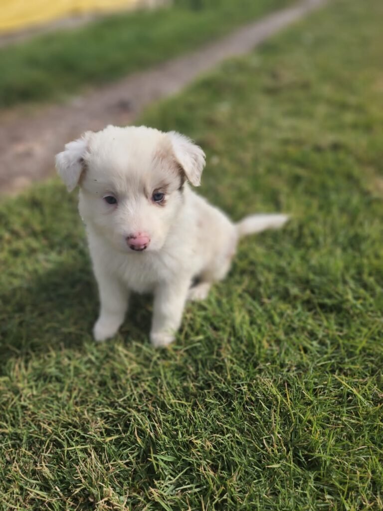 Criadero Border collie