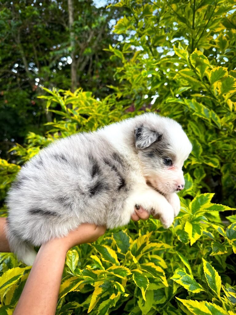 Criadero Border collie