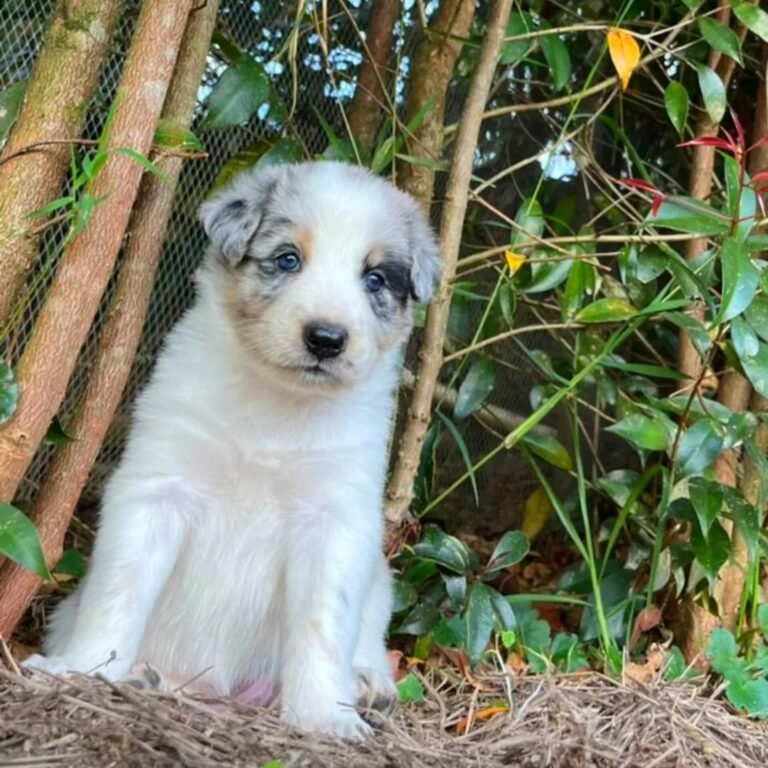 Criadero Border collie