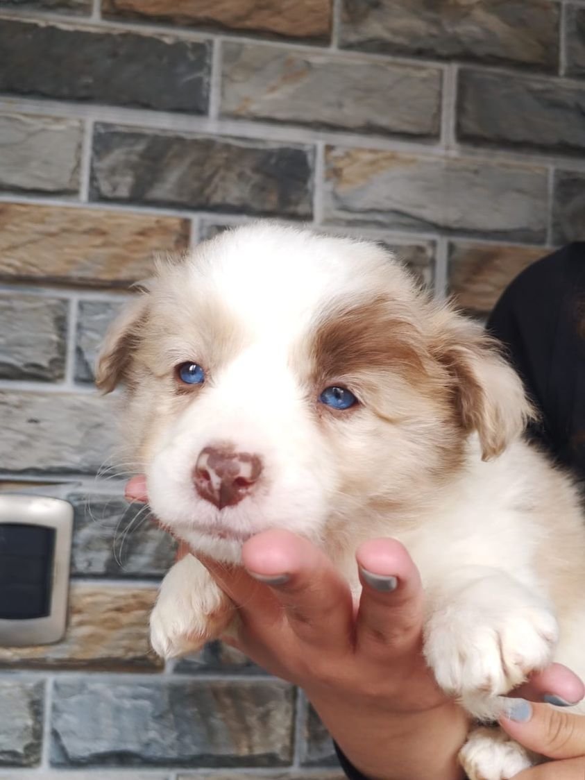 Criadero Border collie