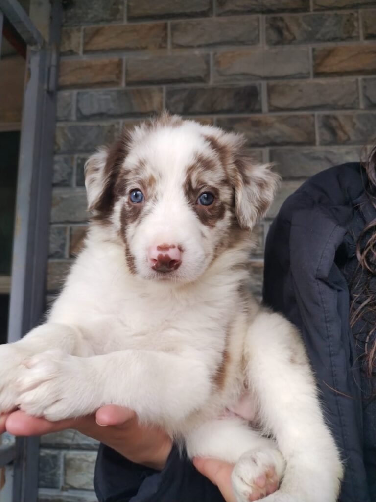 Criadero Border collie