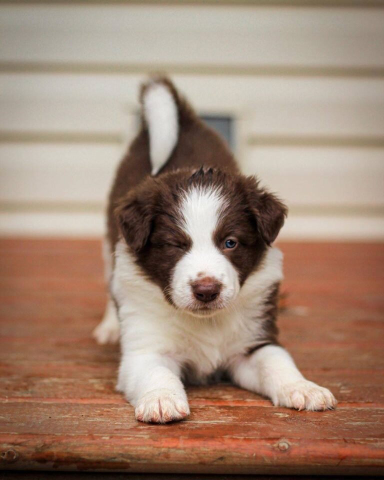 Criadero Border collie