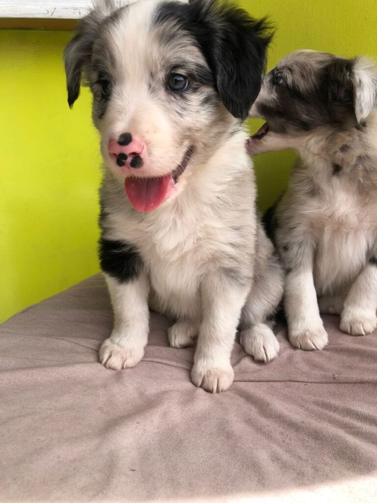 Criadero Border collie