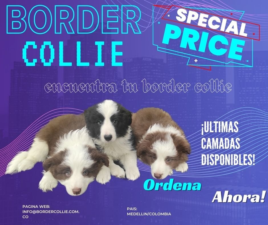 Criadero Border collie