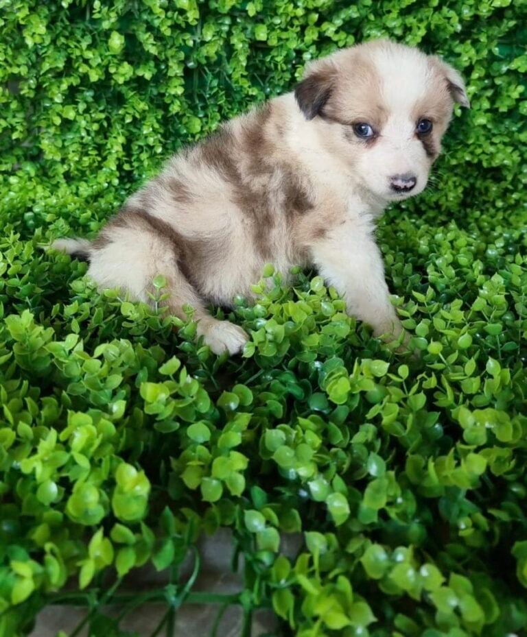 Border Collie Tradicional​