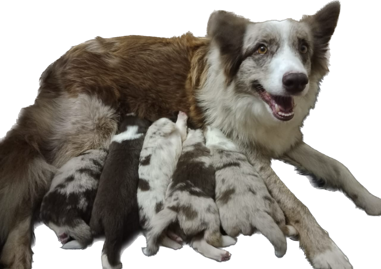 Criadero Border collie