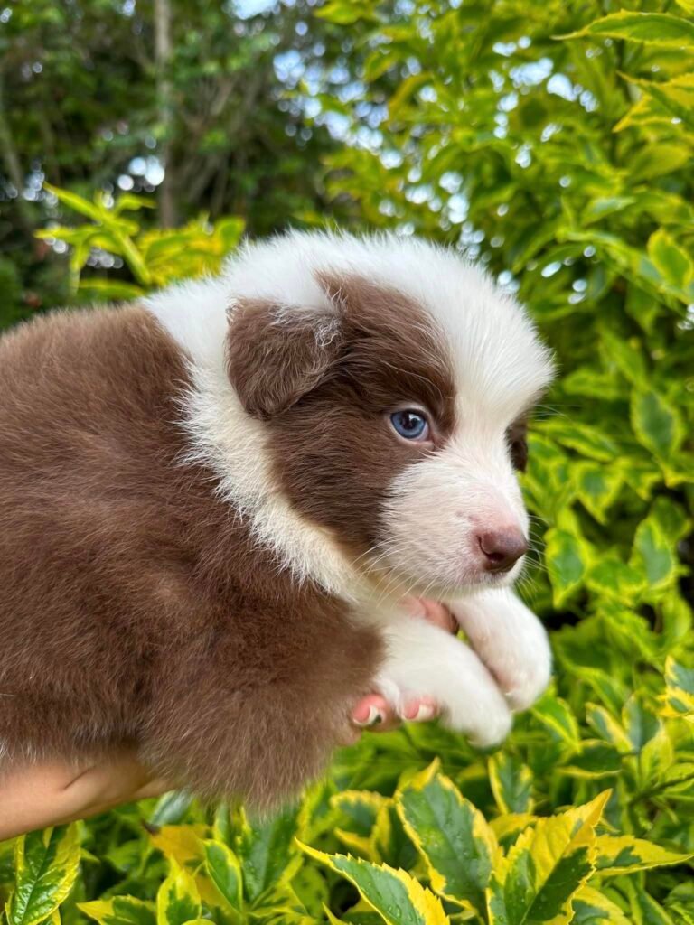 Criadero Border collie