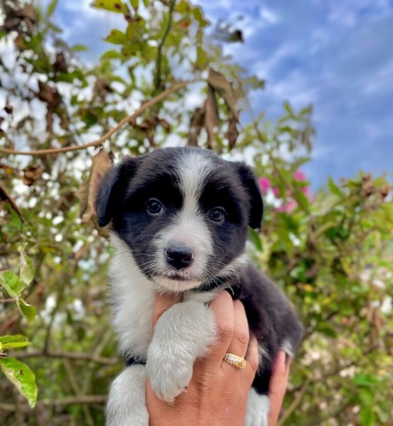 Criadero Border collie